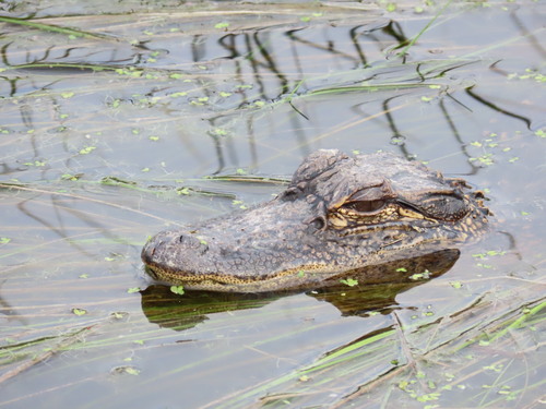 American alligator