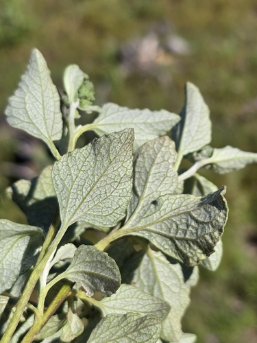 Image of Ambrosia chenopodiifolia by (c) Alan Rockefeller, some rights reserved (CC BY)