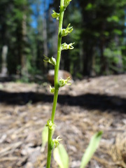 Platanthera colemanii