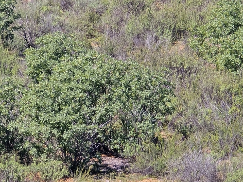 Image of Aesculus parryi by (c) Alan Rockefeller, some rights reserved (CC BY)