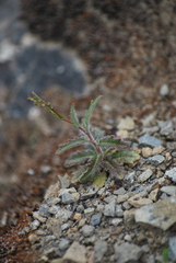 Streptanthus glandulosus glandulosus