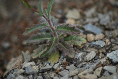 Streptanthus glandulosus glandulosus