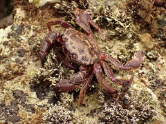 A red crab on rock covered with short seaweed