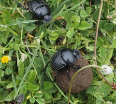 Scarabaeus laticollis