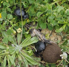 Scarabaeus laticollis