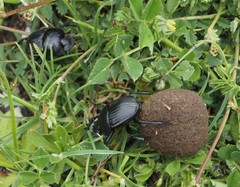 Scarabaeus laticollis