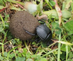 Scarabaeus laticollis