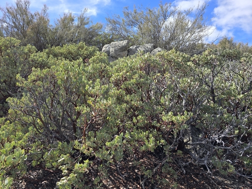 Image of Peninsula Manzanita (Arctostaphylos peninsularis) by (c) Alan Rockefeller, some rights reserved (CC BY)