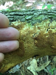 Pycnoporellus alboluteus