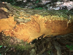 Pycnoporellus alboluteus