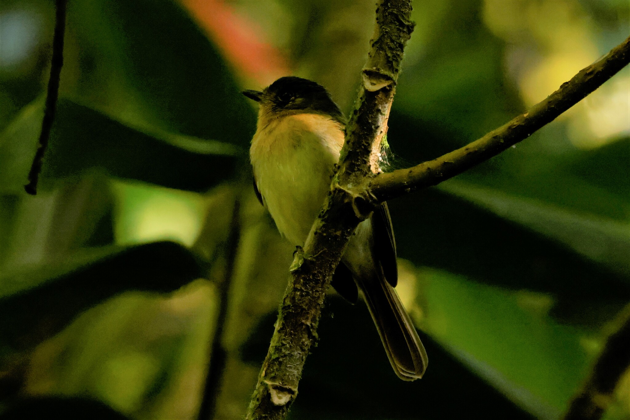 Rufous-breasted Flycatcher (Leptopogon rufipectus), photo 9