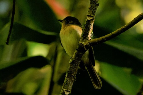 Rufous-breasted Flycatcher (Leptopogon rufipectus), photo 7