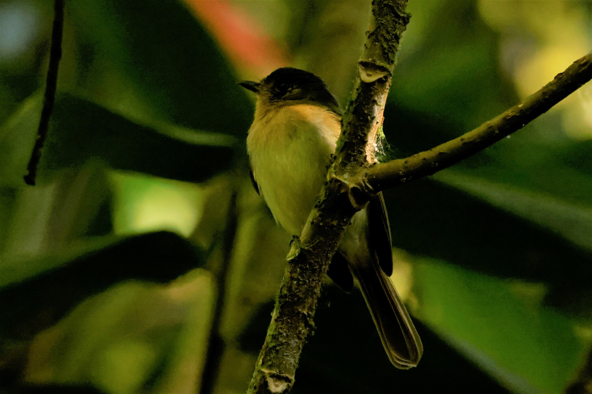 Rufous-breasted Flycatcher (Leptopogon rufipectus), photo 8