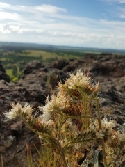 Phacelia egena