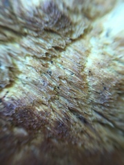 Pycnoporellus alboluteus