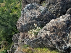 Phacelia egena
