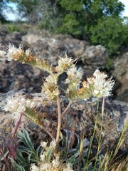 Phacelia egena