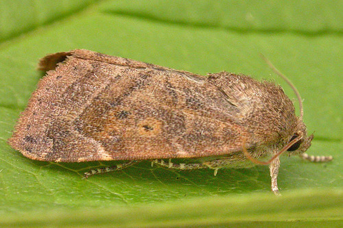 Genus Cosmia · iNaturalist United Kingdom