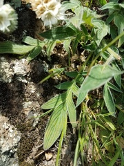 Phacelia egena