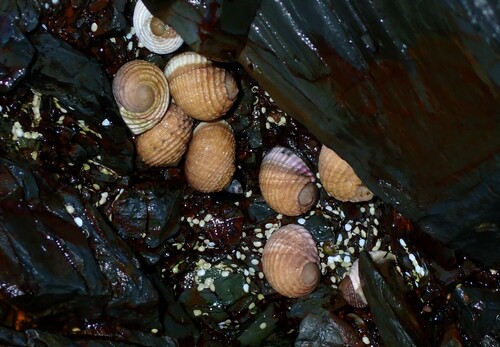 Pleated Nerite