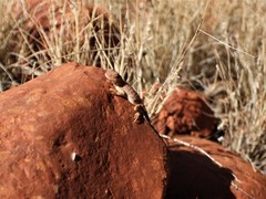 Tympanocryptis centralis