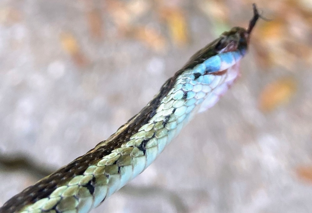 Common Garter Snake from Cedardale Ave, Baton Rouge, LA, US on February