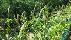 Phytolacca heterotepala