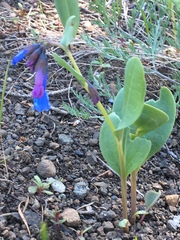 Mertensia longiflora