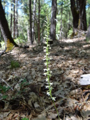 Platanthera transversa