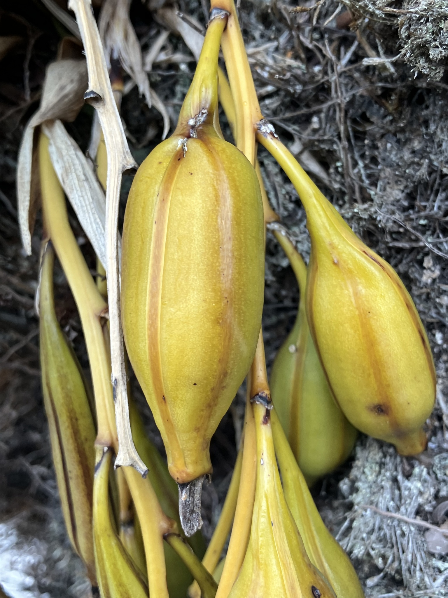 Imagem de Orquídea