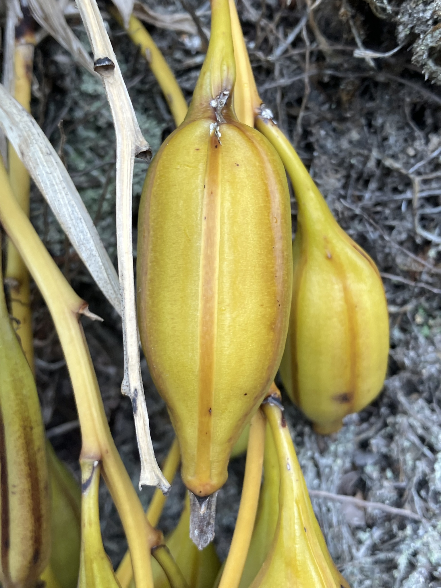 Imagem de Orquídea