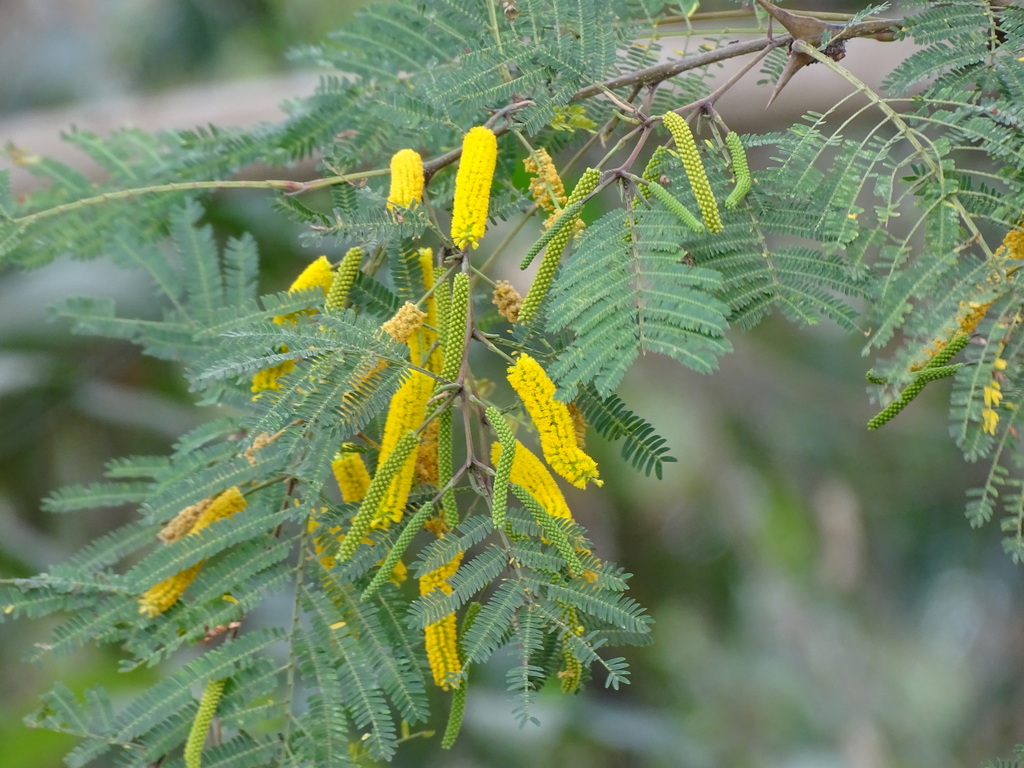 Vachellia hindsii