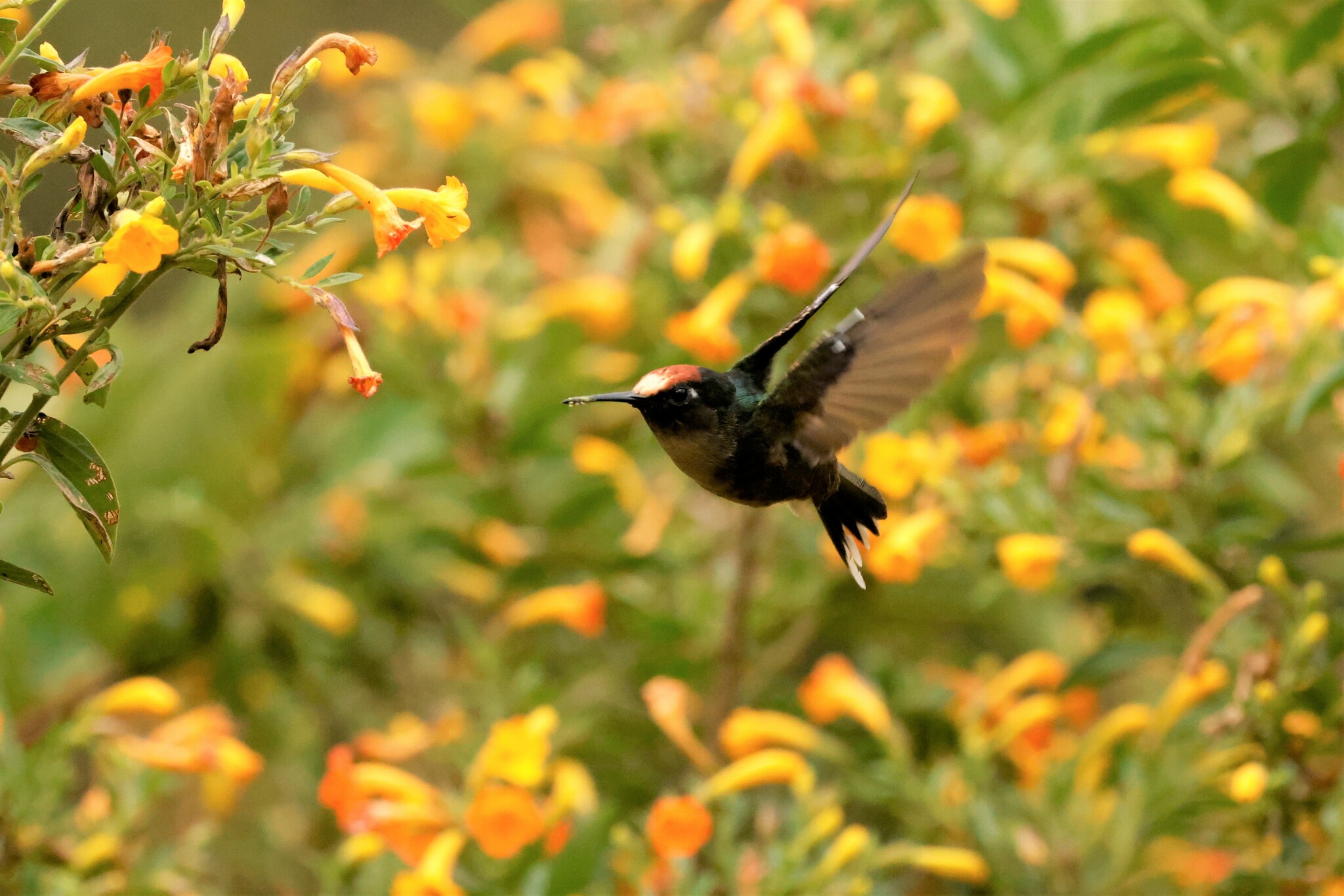 Tolima Blossomcrown (Anthocephala berlepschi), photo 10