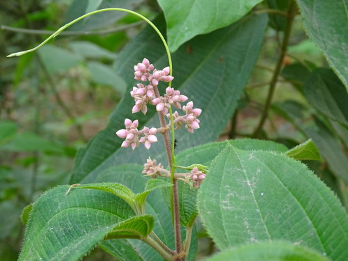 Image of Miconia xalapensis by (c) Alexis López Hernández, some rights reserved (CC BY)