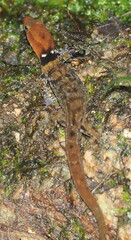 Little-Scaled Least Gecko photo 4