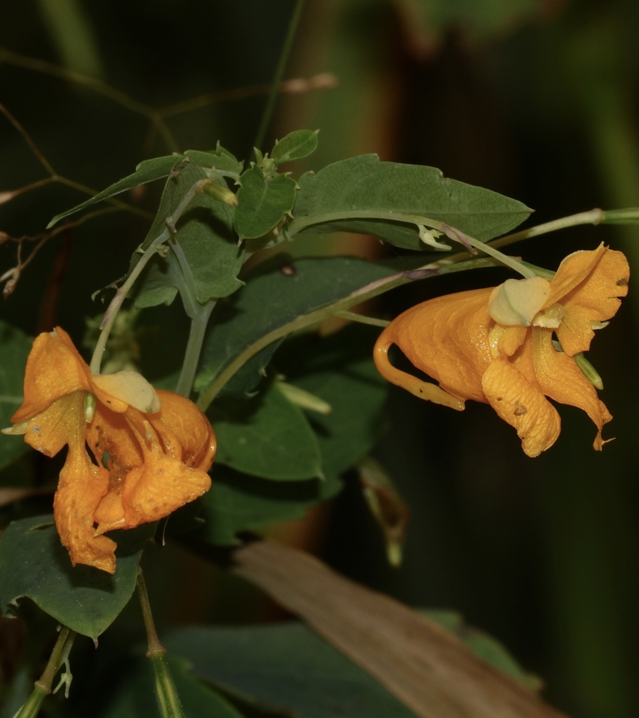 common jewelweed from Loon Lake No. 561, SK, CA on September 2, 2023 at ...
