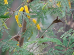 Vachellia hindsii, photograph Alexis López Hernández, CC BY, iNaturalist via GBIF