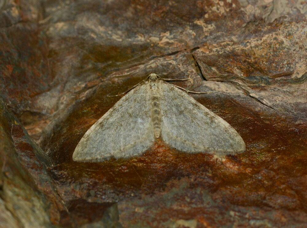 Colostygia zaprjagajevi