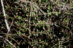 Coprosma neglecta