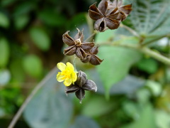 Wissadula excelsior