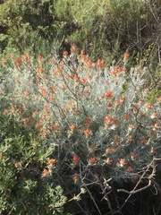 Castilleja hololeuca