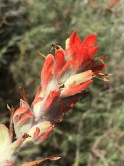 Castilleja hololeuca