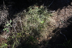 Coprosma neglecta
