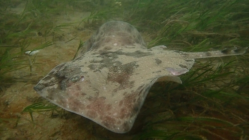 Australian thornback skate (Dentiraja lemprieri) — Rajidae