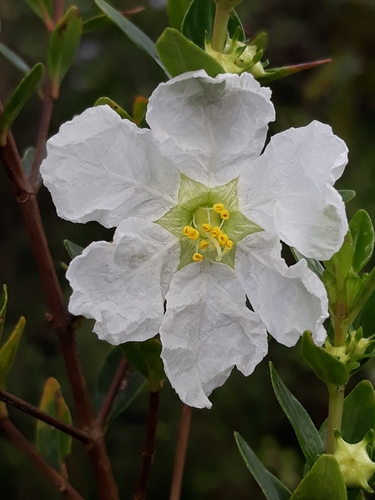 Diplusodon virgatus