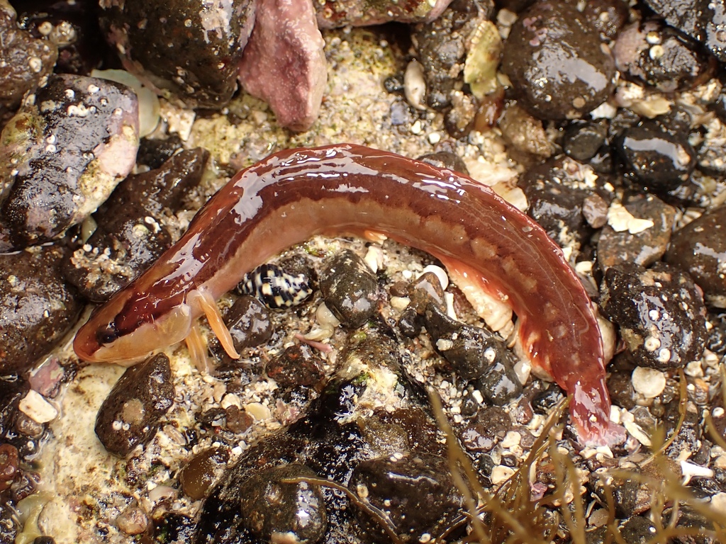 Black-Back Snake-Blenny