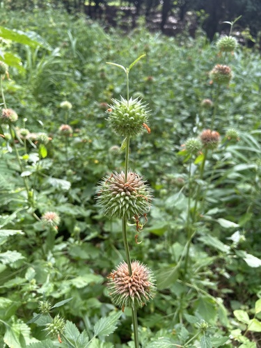Leonotis nepetifolia observed 2024-02-21