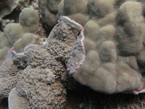 Porites rus, 2024-02-12