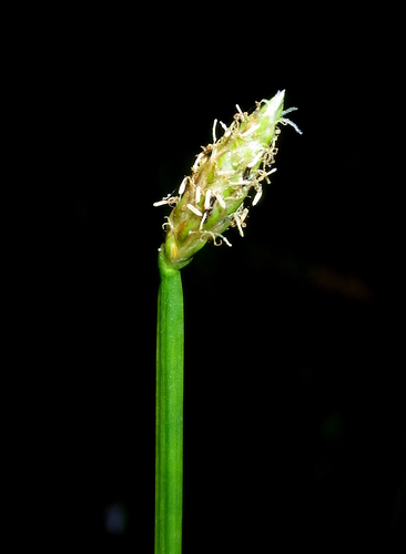 Eleocharis tetraquetra