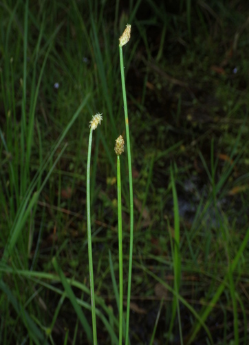 Eleocharis tetraquetra, photograph 2
